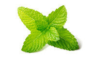FRESH MINT x 100g