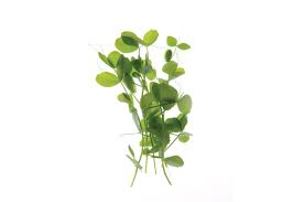 PEASHOOT